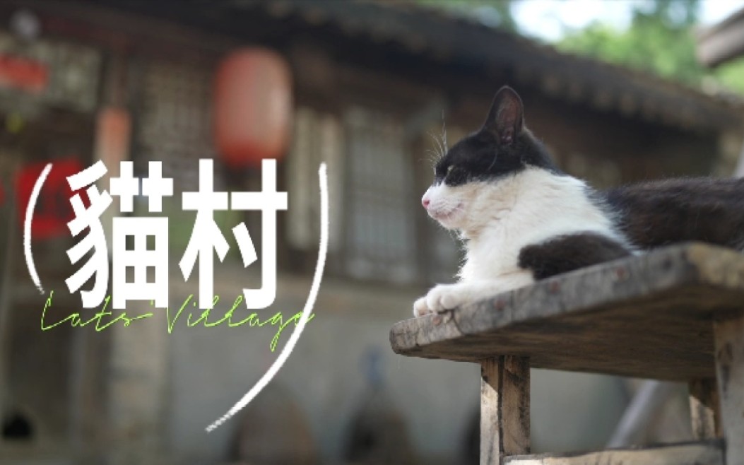 猫村‖昔日旧村变文旅新村哔哩哔哩bilibili