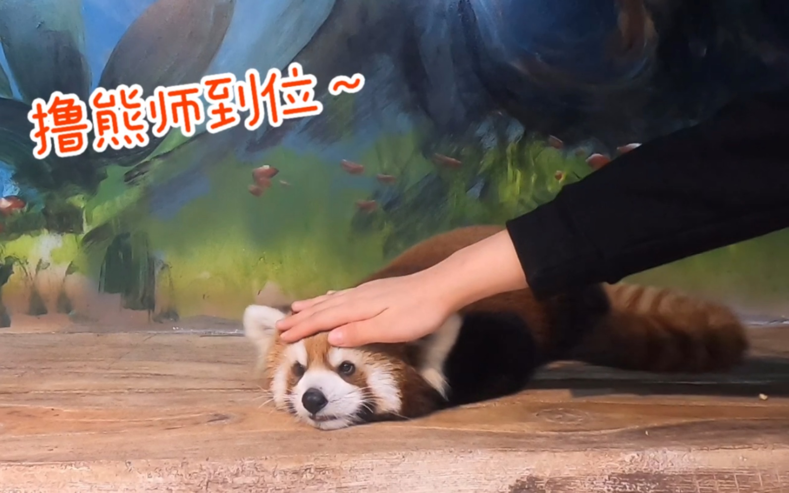 乖乖躺好的小熊猫等着饲养员来rua被按摩的快睡着了其实我就是馋她