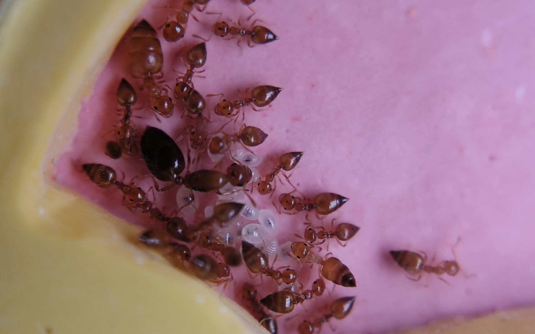 大阪举腹蚁换巢