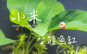 Tải video: 小米鱼缸换水全流程，让你轻松掌握技巧！