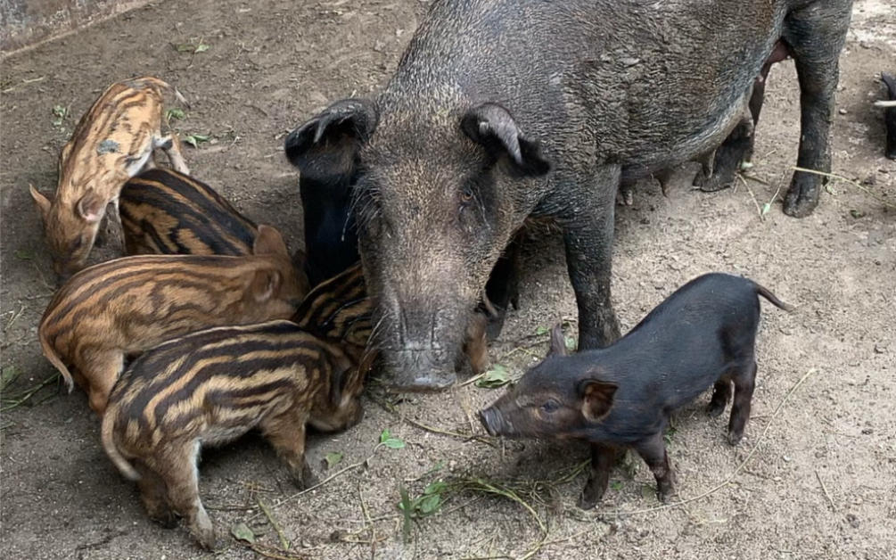 生态养殖特种野猪适合山林散养平原圈养适应多种养殖环境喂养,野猪苗