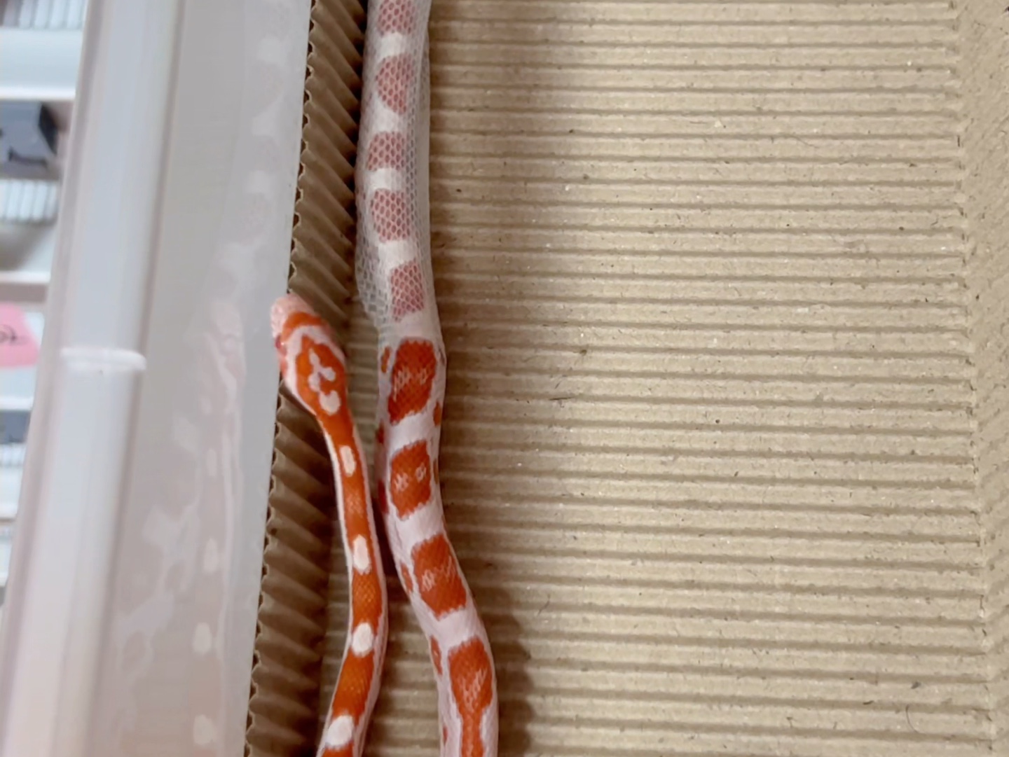 记录小蛇蜕皮全过程,舒适!解压