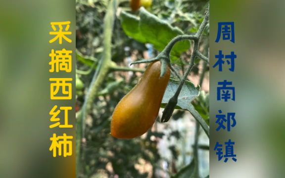 Picking Tomatoes @ Zhoucun 周村南郊镇后辛村采摘西红柿𐟍…哔哩哔哩bilibili