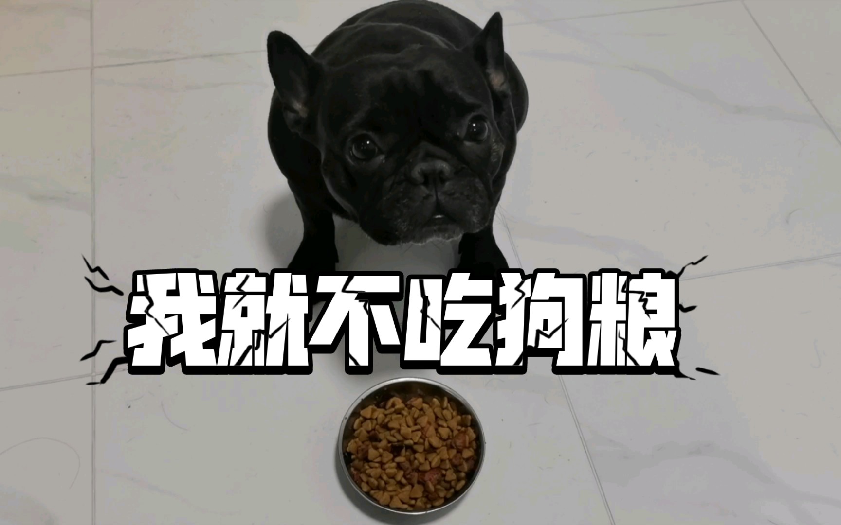 法国斗牛犬黑丫日常之挑食不吃狗粮哔哩哔哩bilibili