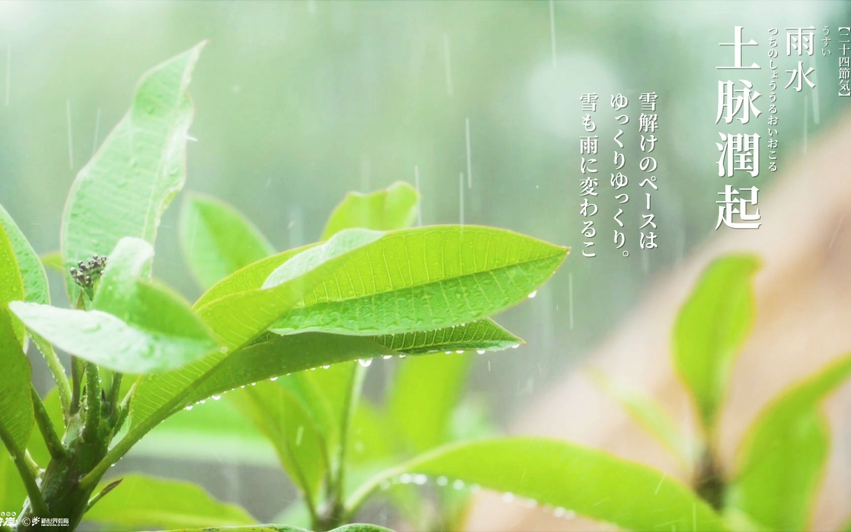 【江戸八重】雨水~润泽万物,也润泽你的心