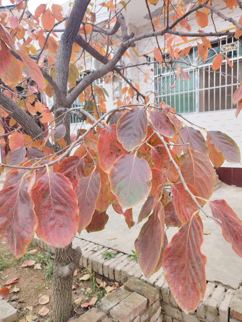 家门口的柿子树,树叶红了