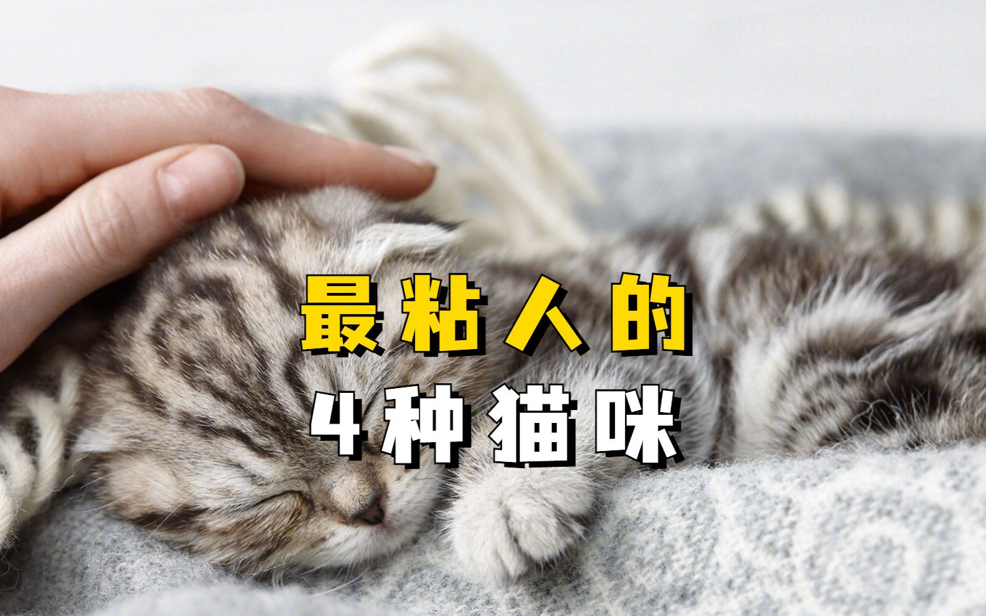 最粘人的4种猫咪,你家猫上榜了嘛?哔哩哔哩bilibili