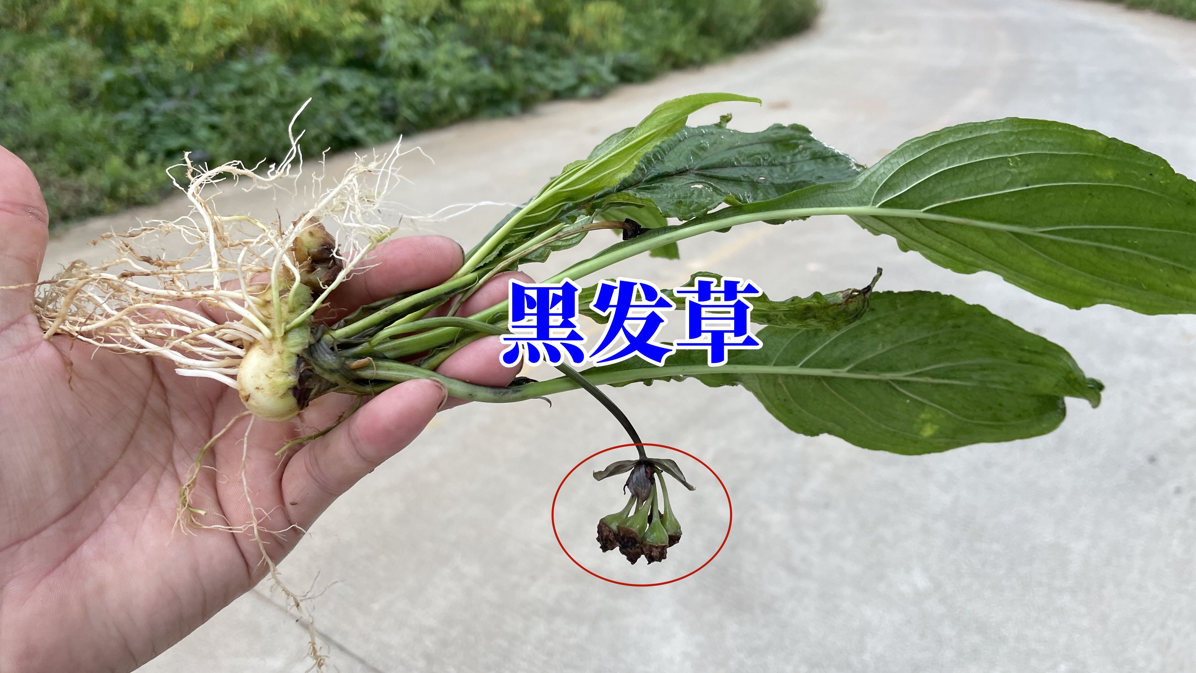 农村不起眼的黑发草,挖去煮水半小时洗头,没想到是白头发的克星