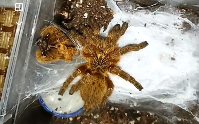 新褪皮的橙巴布真的好看!