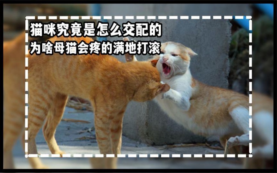 公猫和母猫交配,公猫都对母猫干了什么?为啥母猫会疼的满地打滚哔哩哔哩bilibili