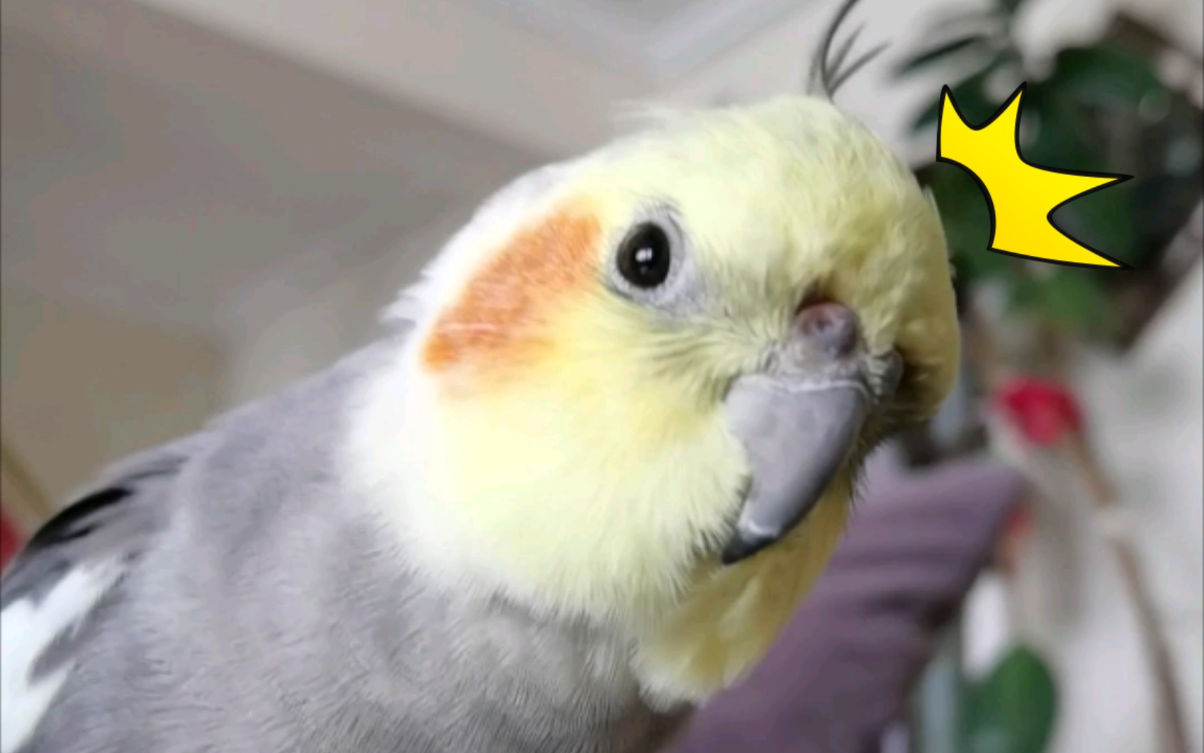 玄凤鹦鹉可爱歪头杀!结尾高能哈哈哈哈哈