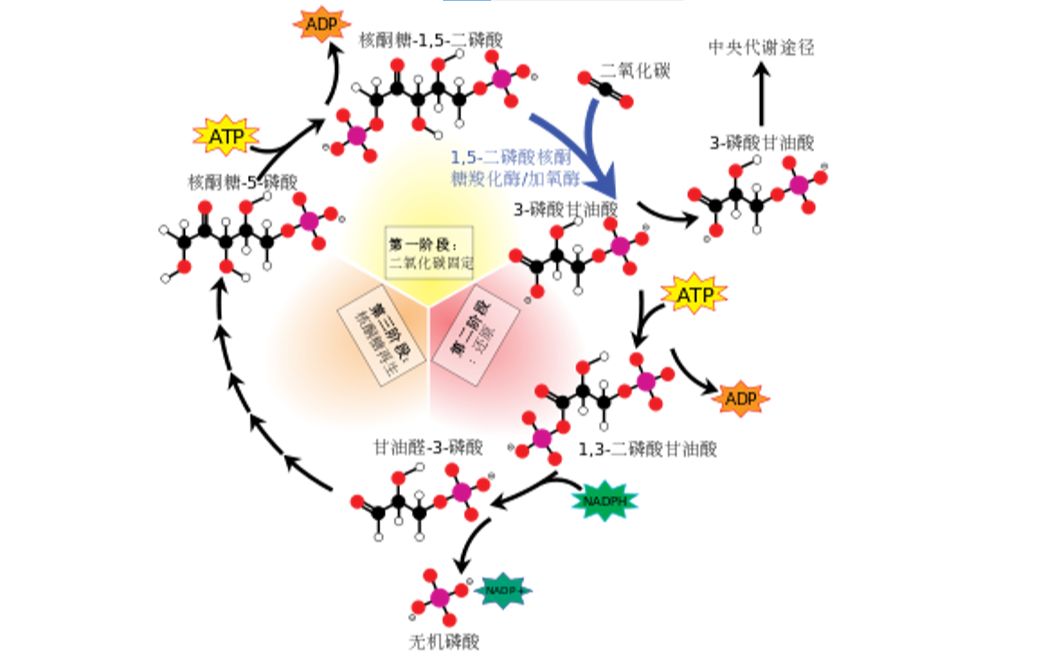 3句话 在叶绿体基质消耗了9分子ATP哔哩哔哩bilibili