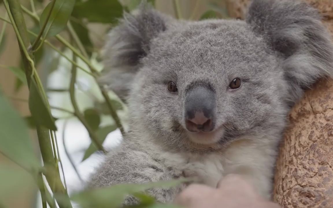 最可爱的考拉视频合集