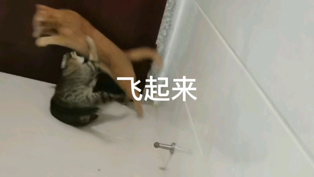 [图]飞起来的猫，谁家没有一只猫