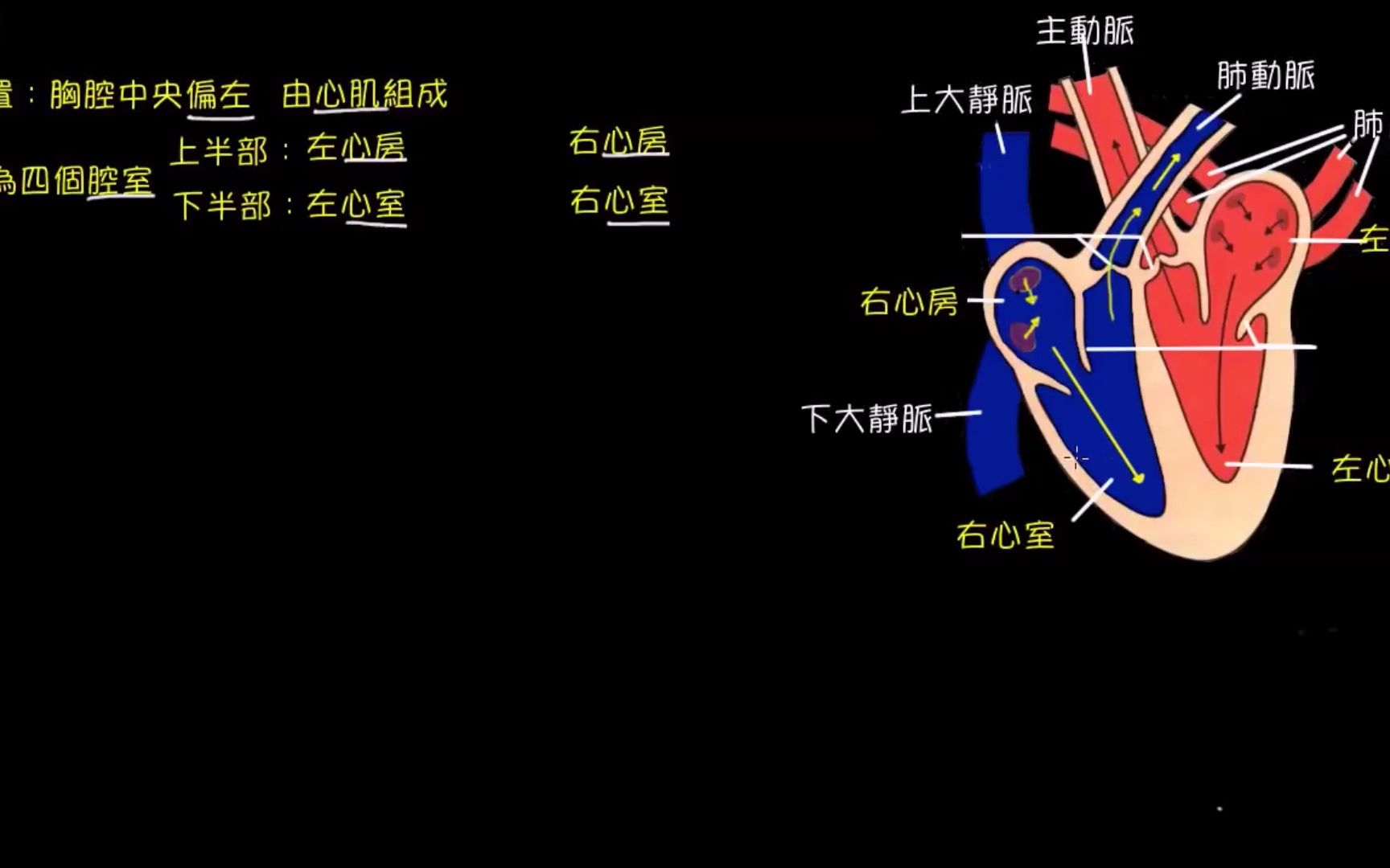 人体血液循环的动力器官心脏