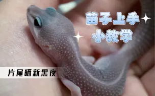 Скачать видео: 【豹纹守宫】“你好！请问怎么让苗子上手！”（片尾晒晒新黑夜）