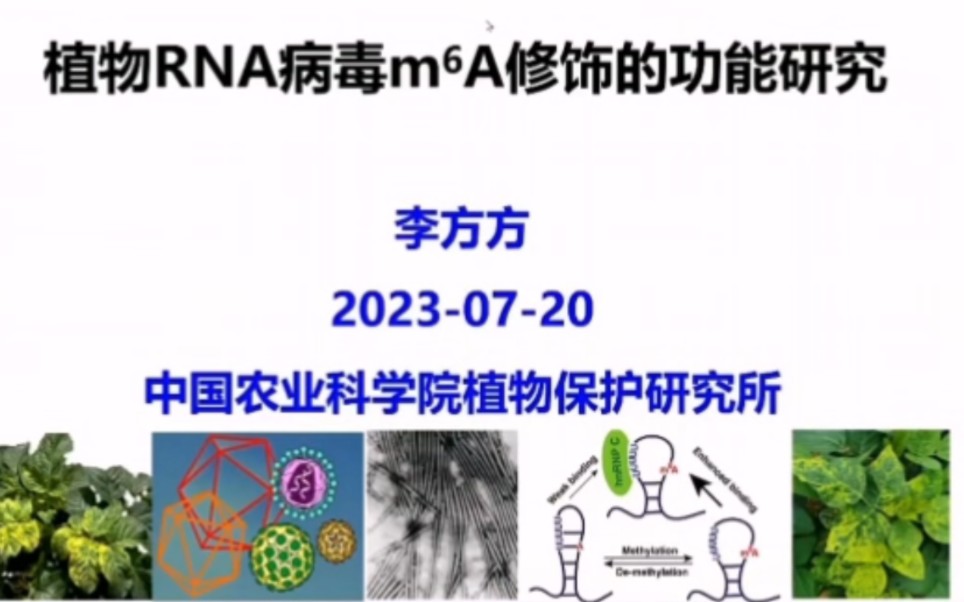 【1】植物科学家分享 | 中国农业科学院 李方方研究员 | m6A修饰在植物RNA病毒侵染中的功能研究哔哩哔哩bilibili