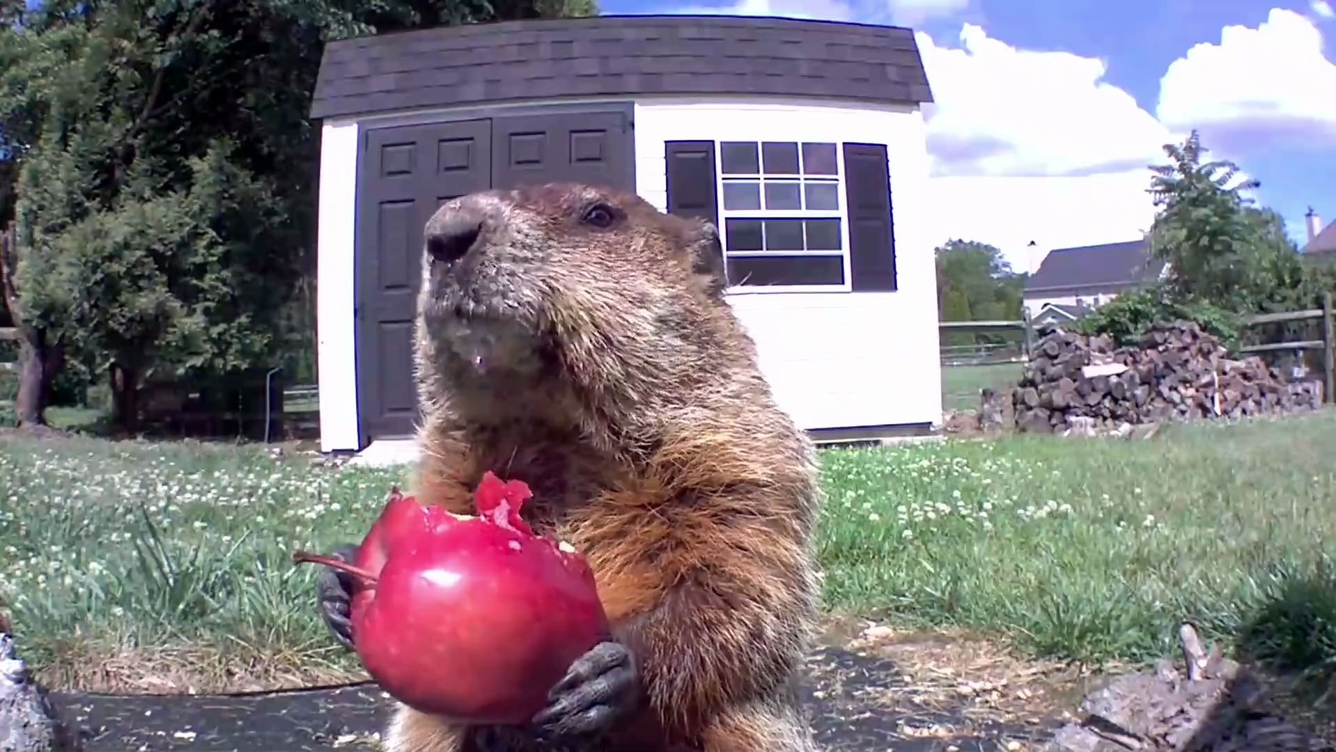 给土拨鼠投食苹果