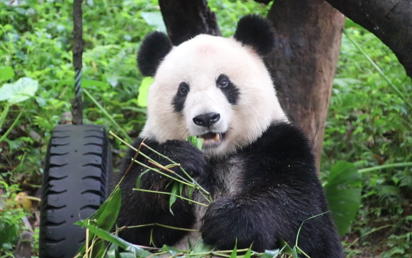 【大熊猫美生】每天都认真的吃饭饭