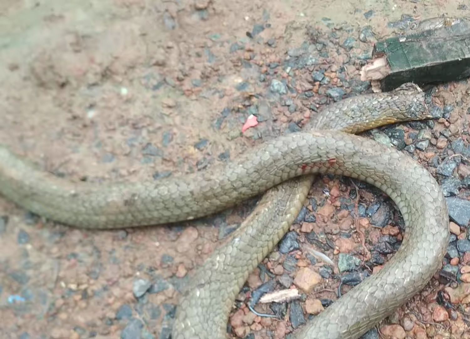 拦路蛇-被断头了