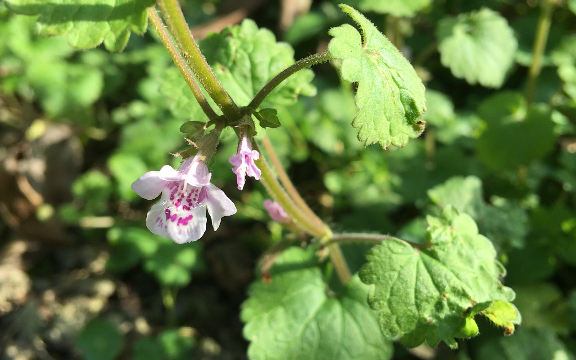 野花也很美#之…蛮婆草