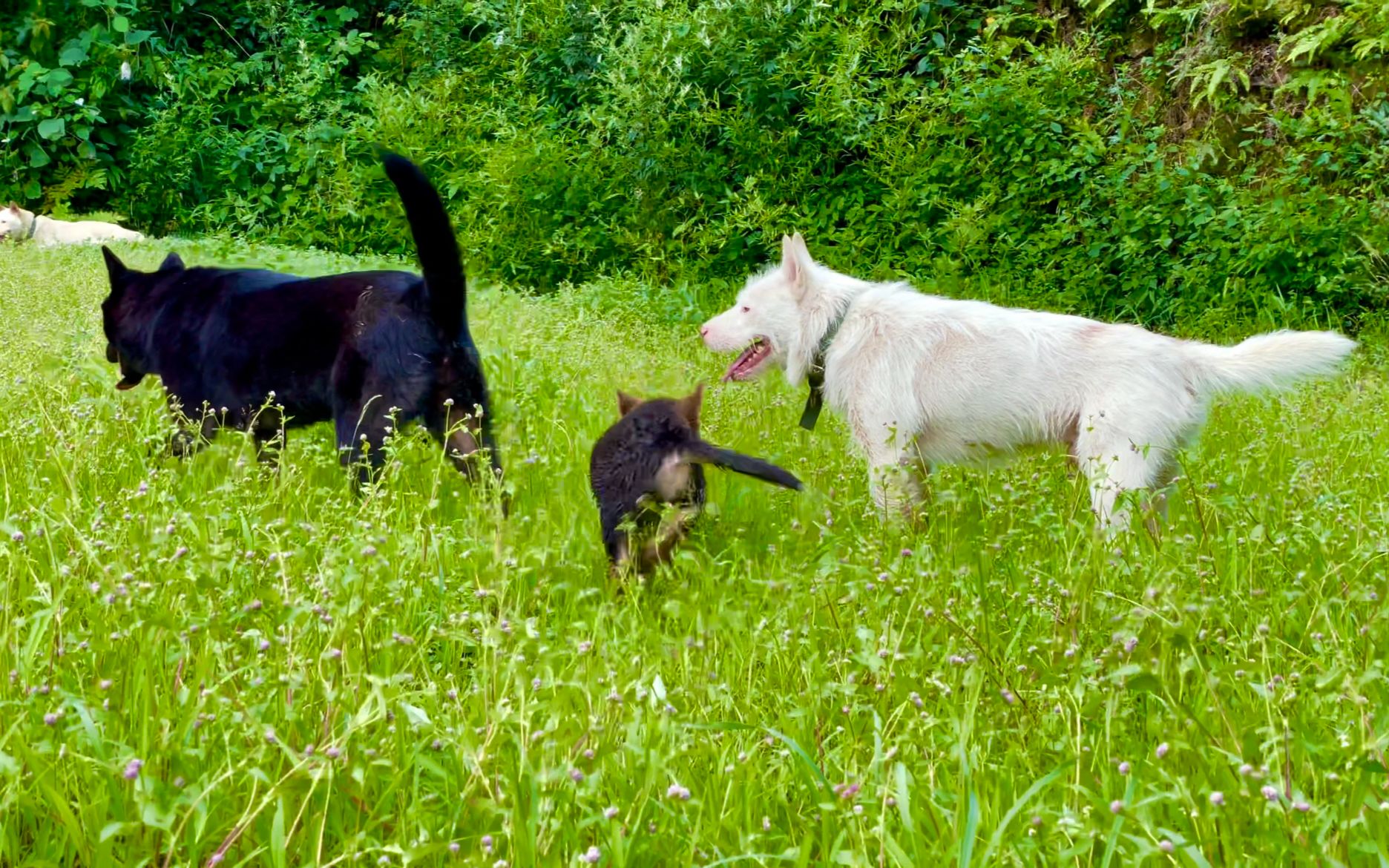 长大了才发现,躺在草地上放狗是如此的无忧无虑,远离了社会纷繁