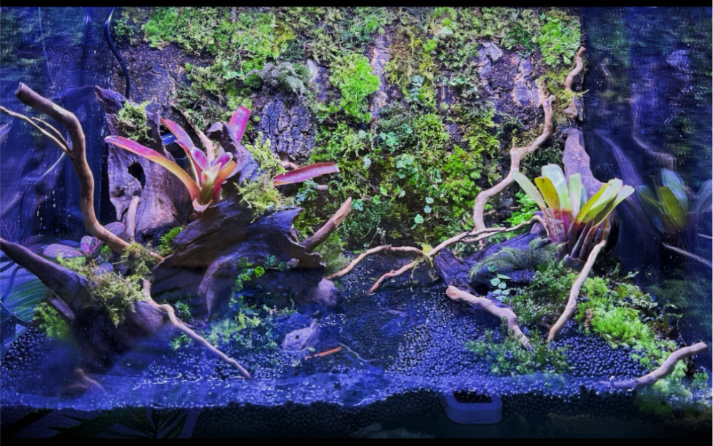 雨林缸,给角蛙做个家