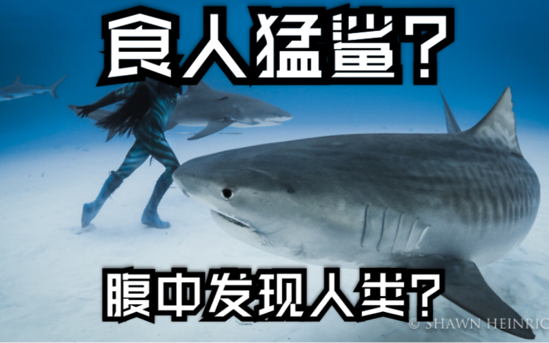 【居氏鼬鲨】鲨鱼腹中发现人类?不止,还有刺魨,豪猪.....哔哩哔哩bilibili