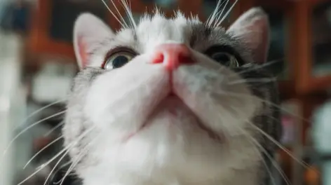 壁纸 动物 猫 猫咪 兔子 小猫 桌面 472_264