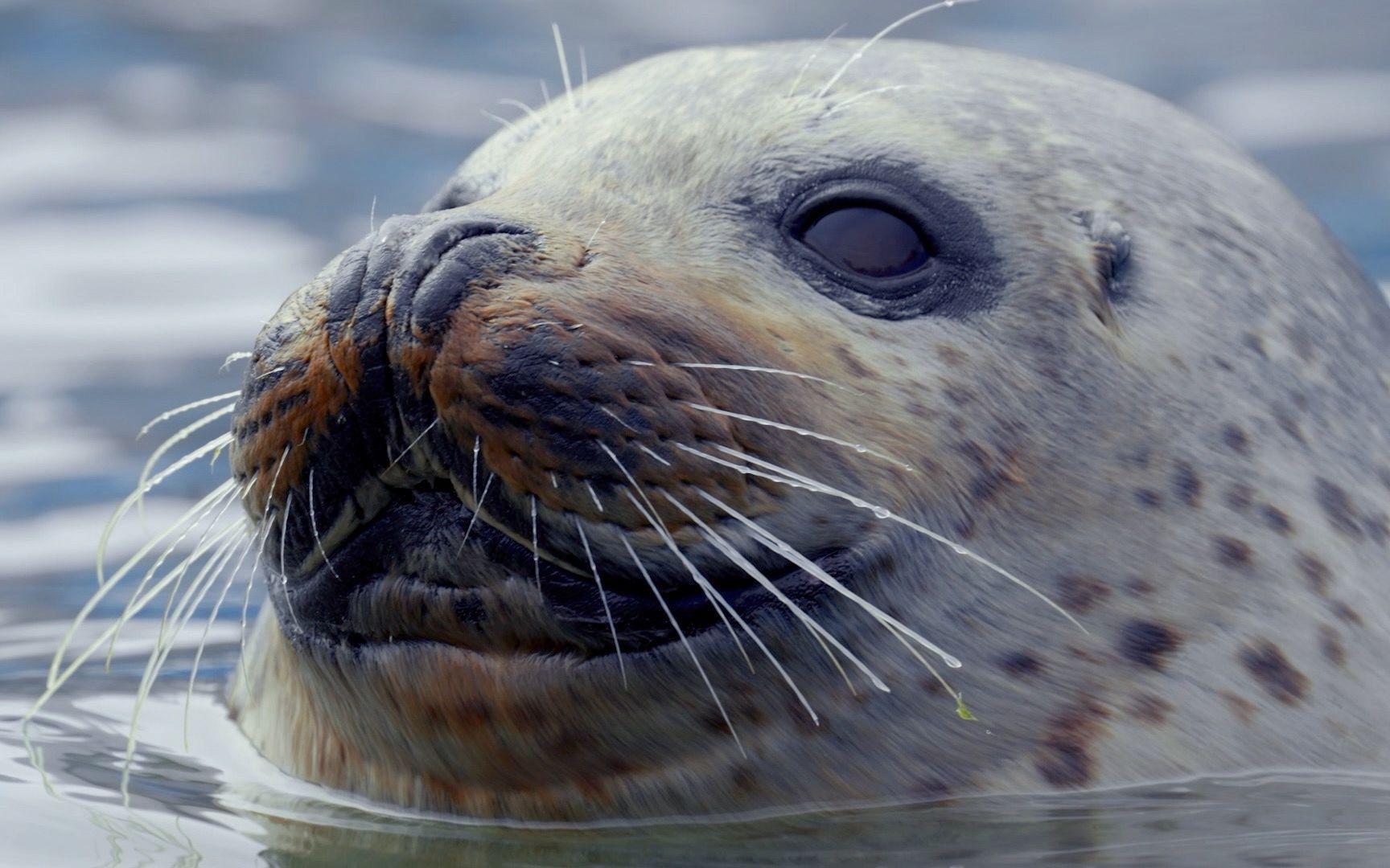 活动作品豹可爱来啦喜迎我国第一个斑海豹保护日