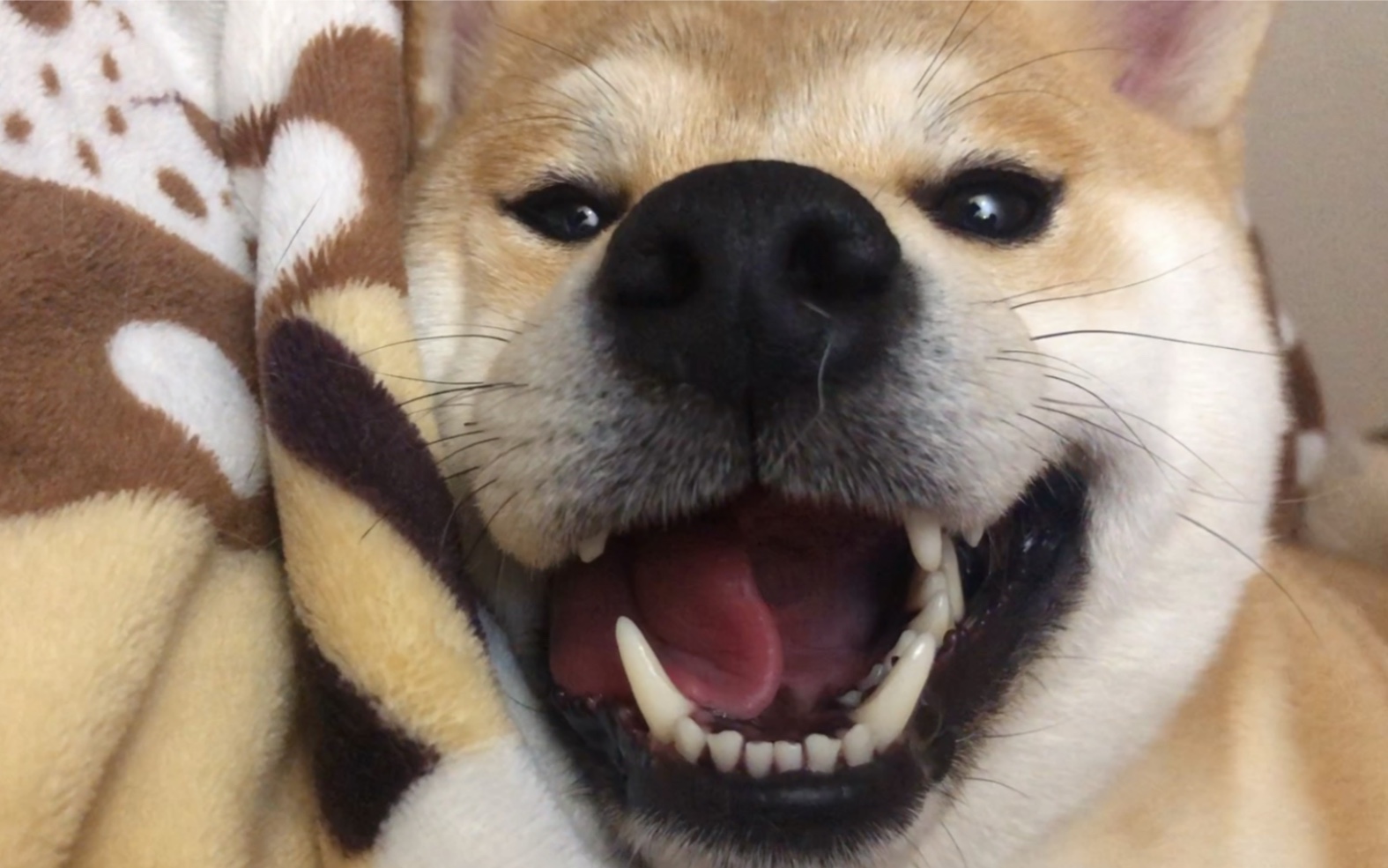 活动作品拥有一只爱笑的狗子是什么体验