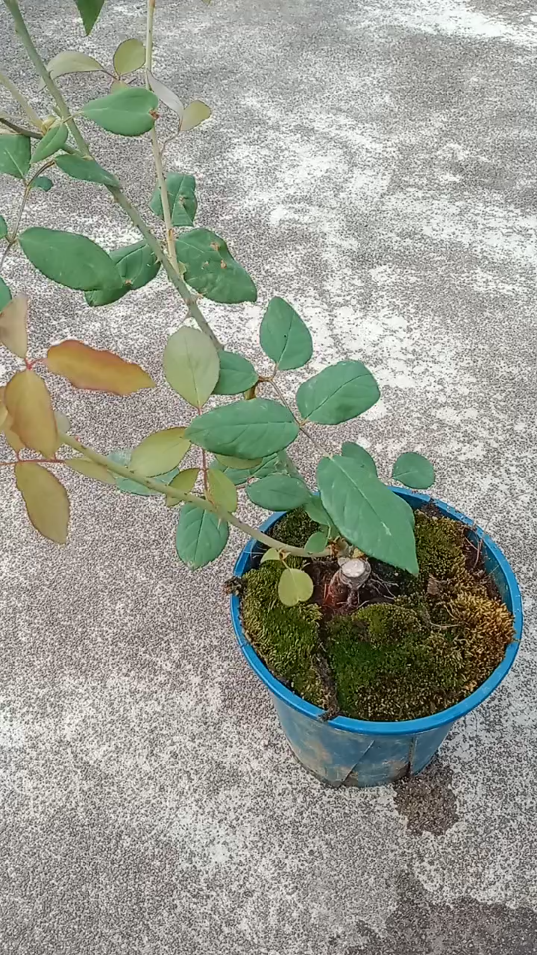 春水绿波 华南月季实录(持续更新)