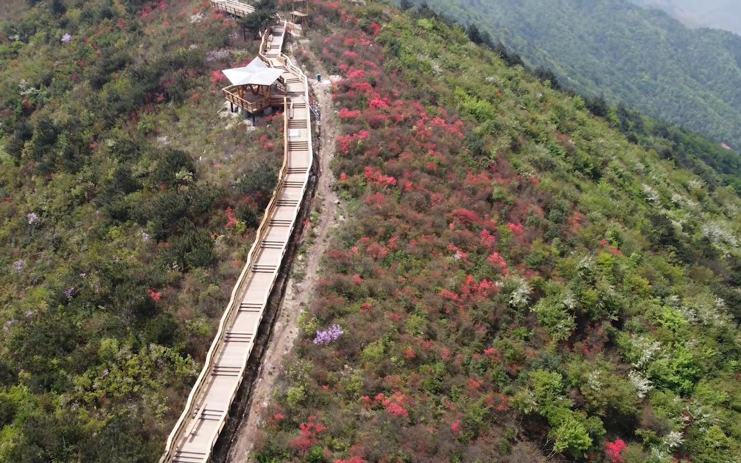 遂昌高坪万亩杜鹃门票图片