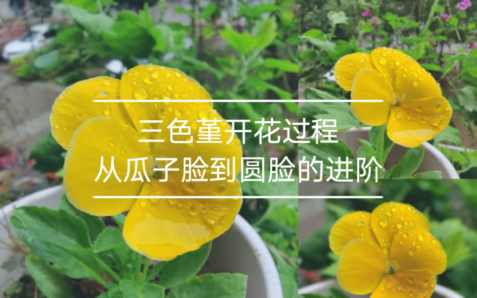 一朵黄色三色堇的开花过程脸圆圆的多好看