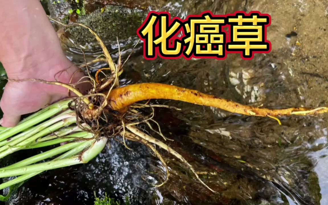 被俗称为"化癌草"的这种植物,它的用途非常厉害,快来认识一下
