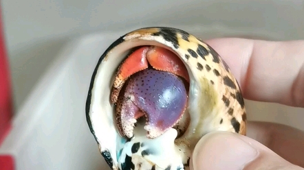 西伯寄居蟹,虽然也属短腕,但还是挺活跃的