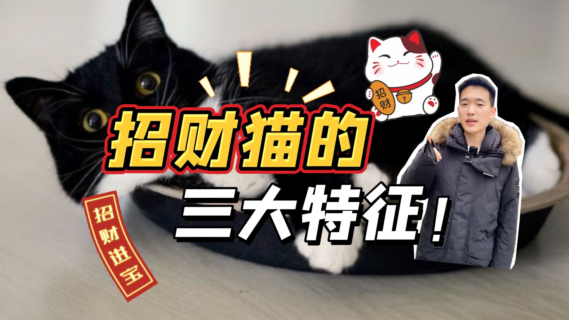 招财猫的3大特征,快看看你家猫有没有哔哩哔哩bilibili