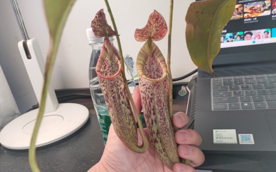 up养了5年的豹斑猪笼草怎么样了?