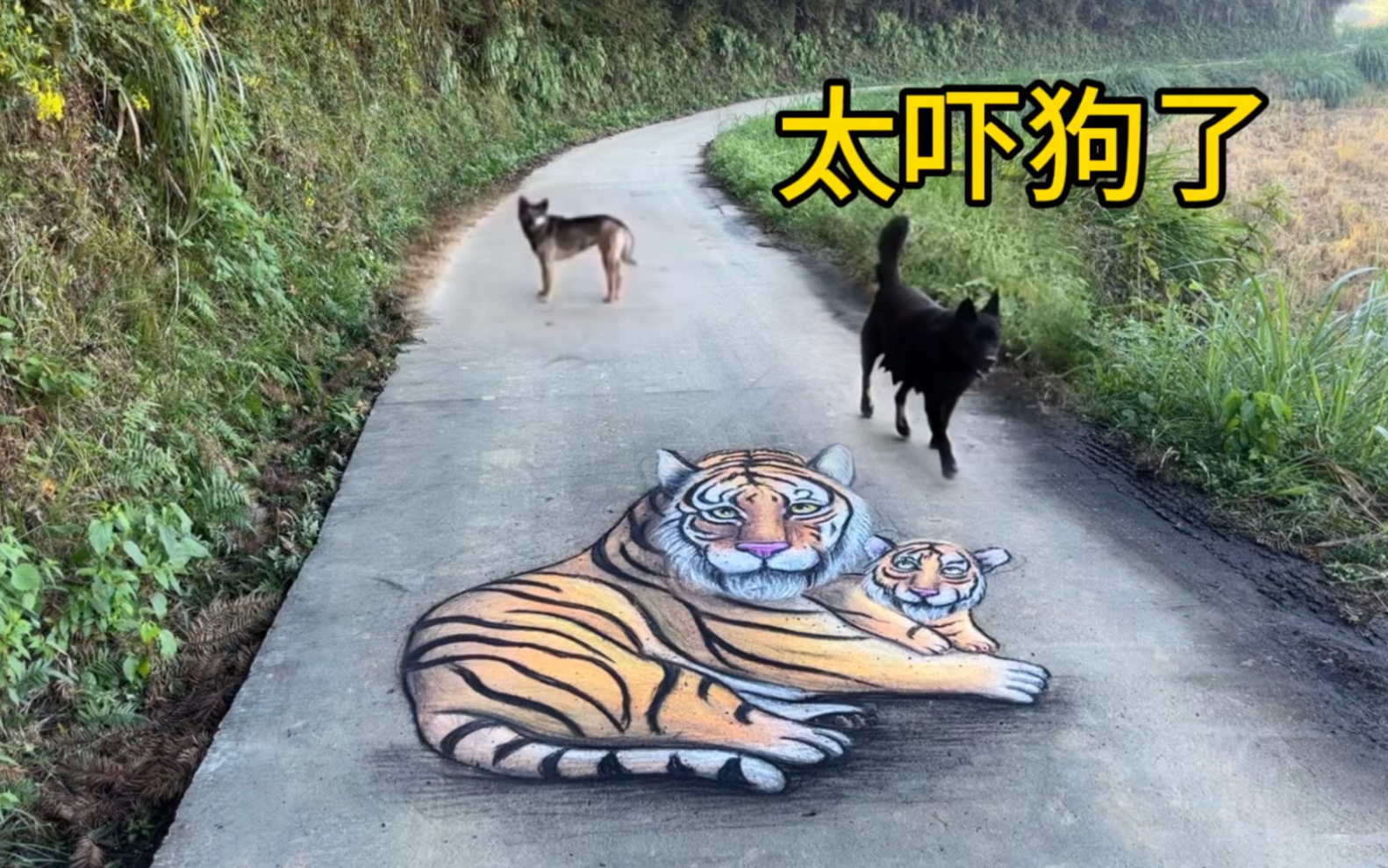 在马路上画一只老虎,狗看到吓得都不敢走了!