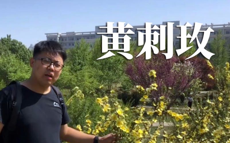 [图]【植物百科】黄刺玫