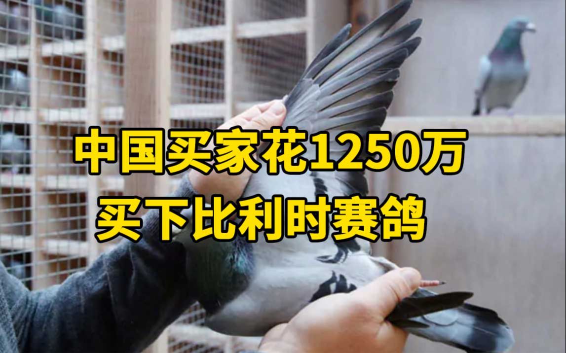 中国买家1251万拍下比利时鸽王,拍卖平台:不便透露身份哔哩哔哩bilibili