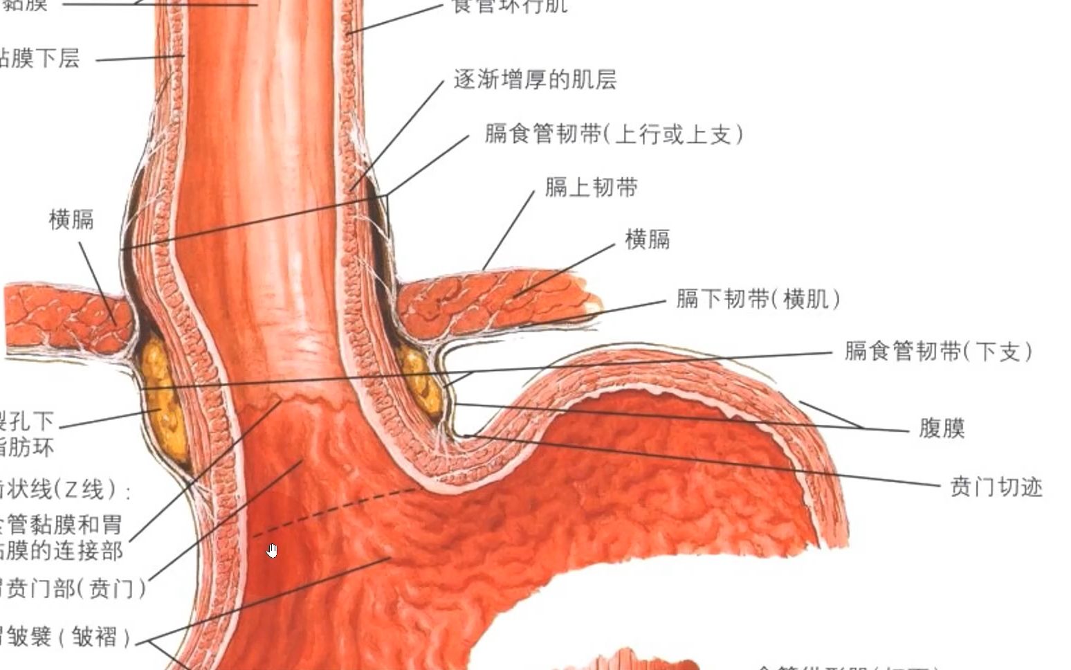 【解剖】胃食管连接部和横膈哔哩哔哩bilibili