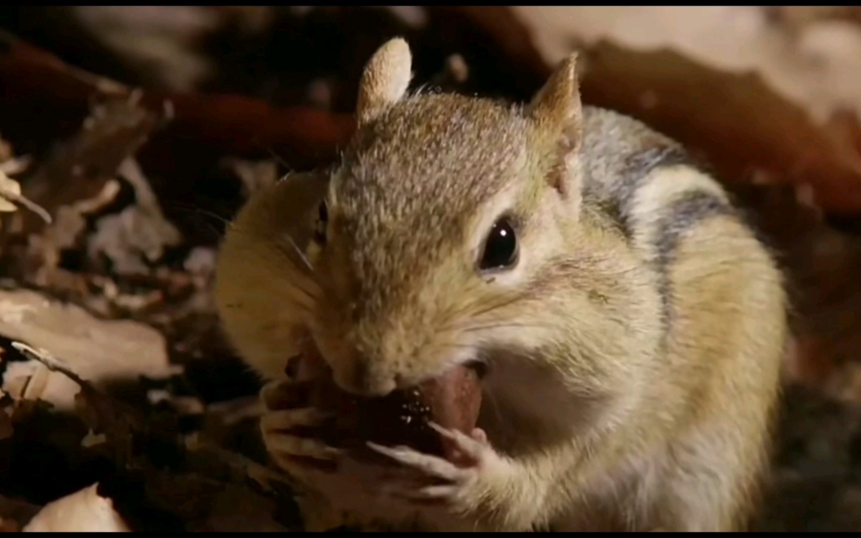 【纪录片·隐秘王国】花栗鼠往嘴里塞橡果也太可爱了!