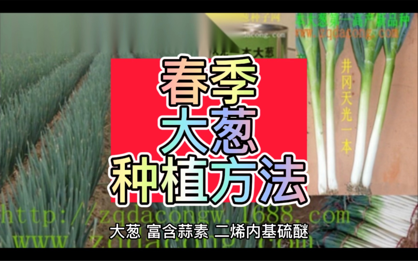 春季大葱种植方法哔哩哔哩bilibili