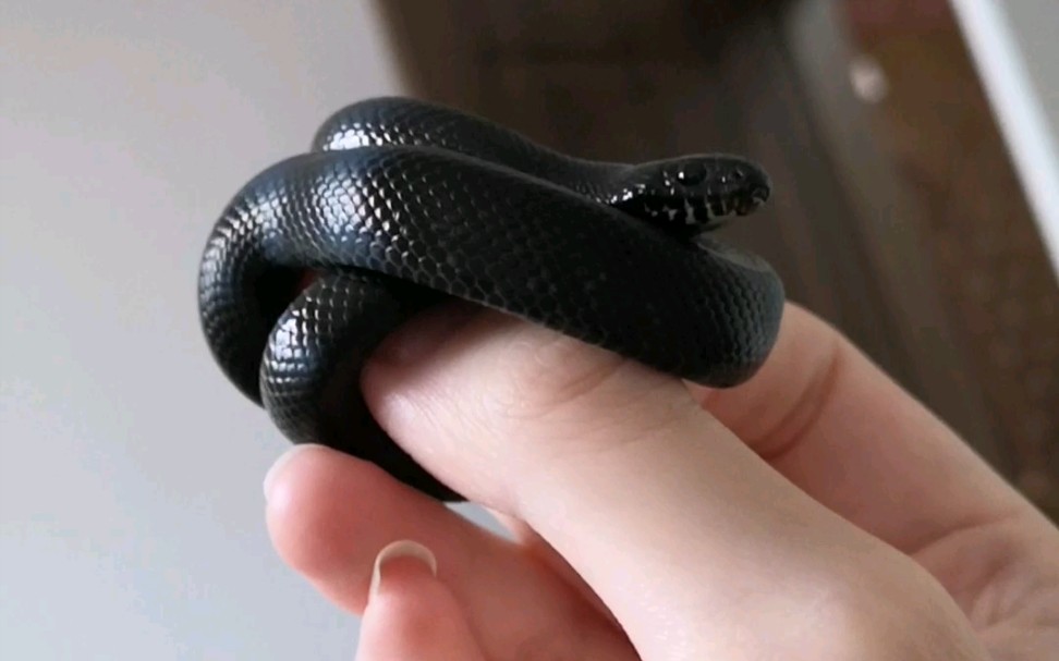 超级乖的黑王蛇