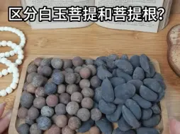 Descargar video: 如何区分白玉菩提和菩提根