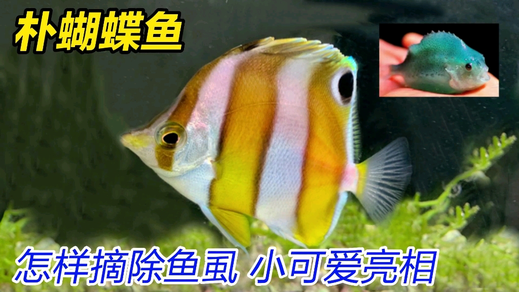 给朴蝴蝶鱼去除鱼虱
