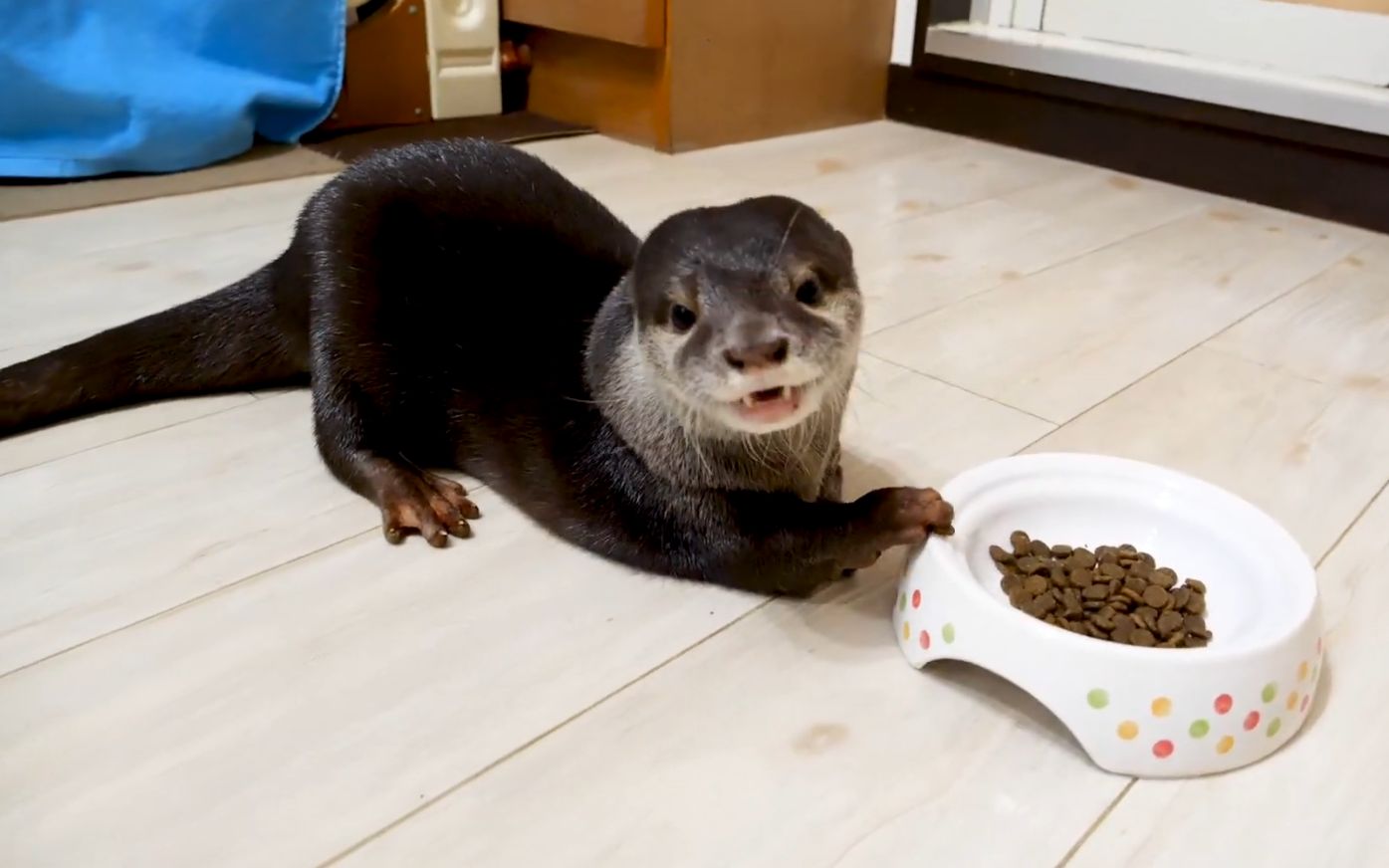 小水獭吃不同食物时候的咀嚼声