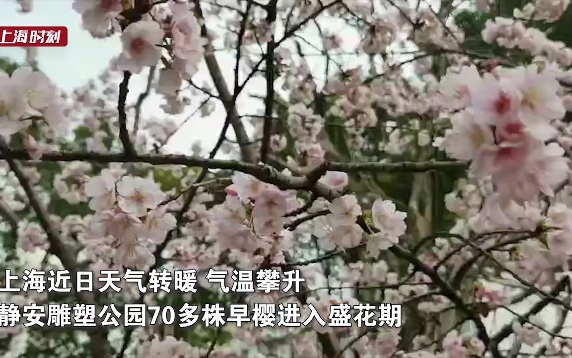 早樱盛放 上海静安雕塑公园美如画哔哩哔哩bilibili