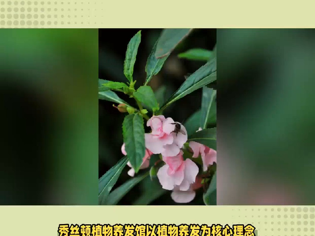 秀丝顿植物养发馆以植物养发为核心理念,引领植物养发新潮流